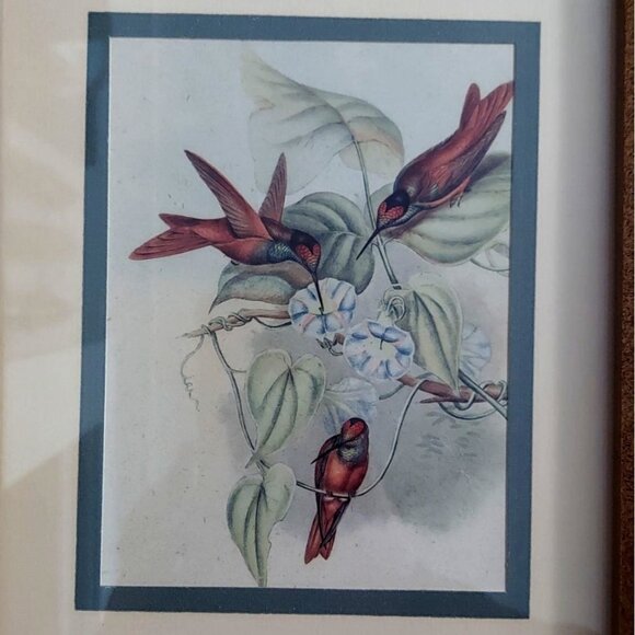 Framed John Gould Lithographs Hummingbird & Flowers Set Of 2 8x10 Vintage Birds - Picture 8 of 12